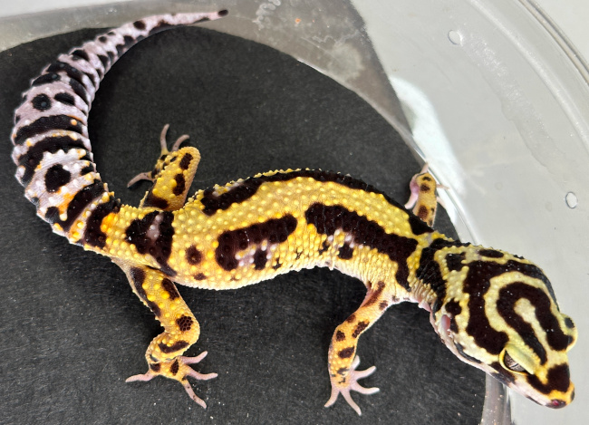 bandit leopard gecko