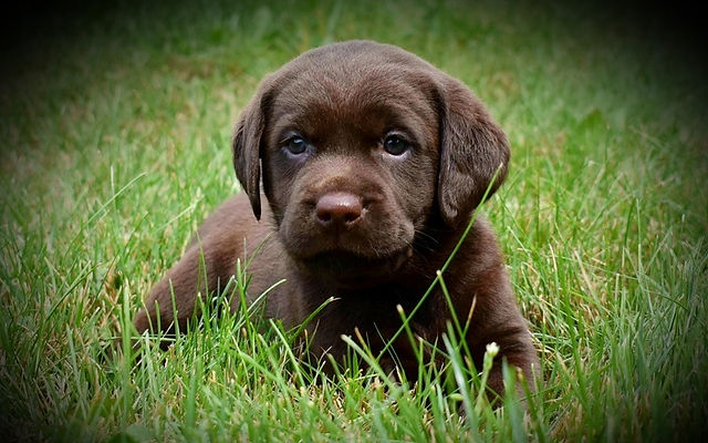 labrador puppy breeders