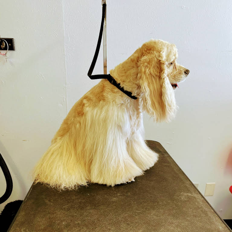 dog groomers pahrump