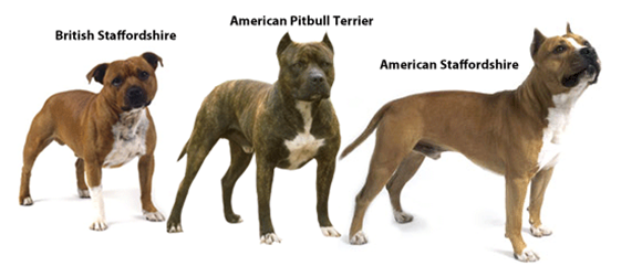 types of pit bulls breeds