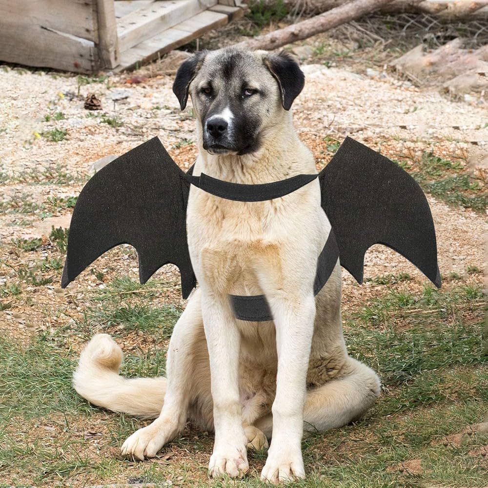 dog bat wings