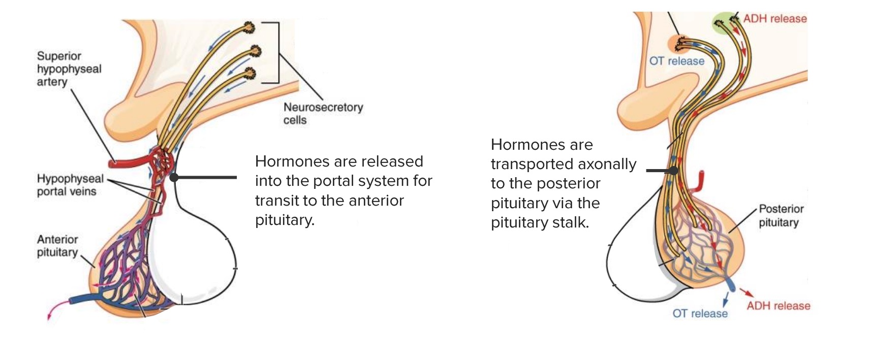 hypothalamic hypophyseal axis