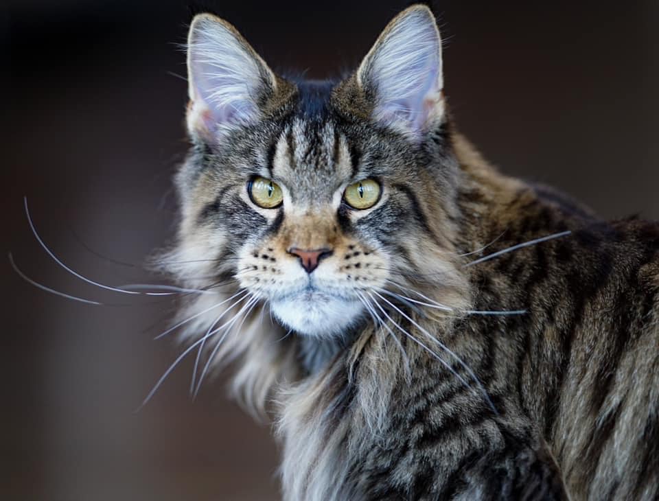 for sale maine coon kittens