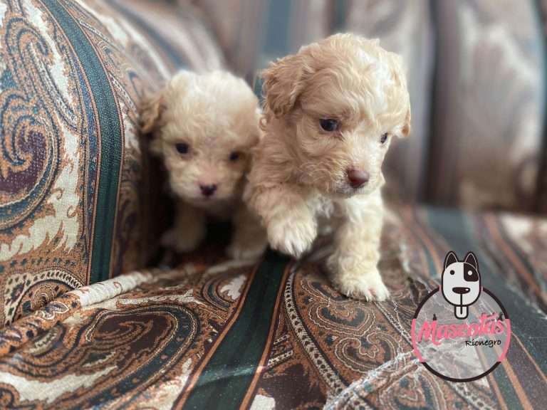 french poodle cafe cachorro