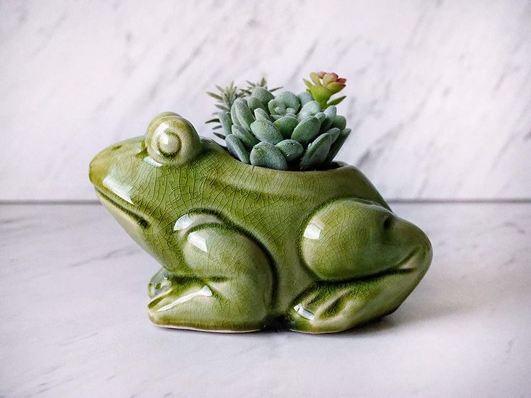 frog presents