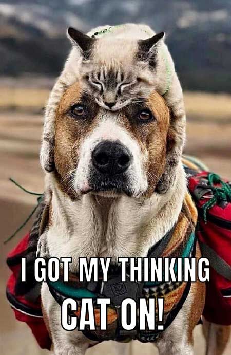 funny animal pictures dogs