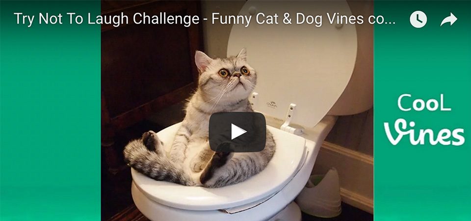 funny cat dog videos