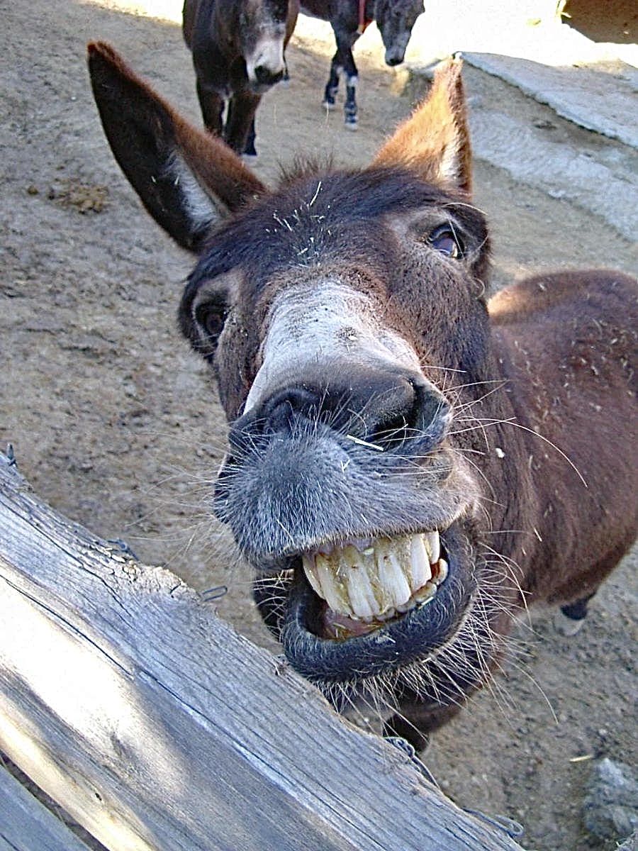 funny donkey pictures