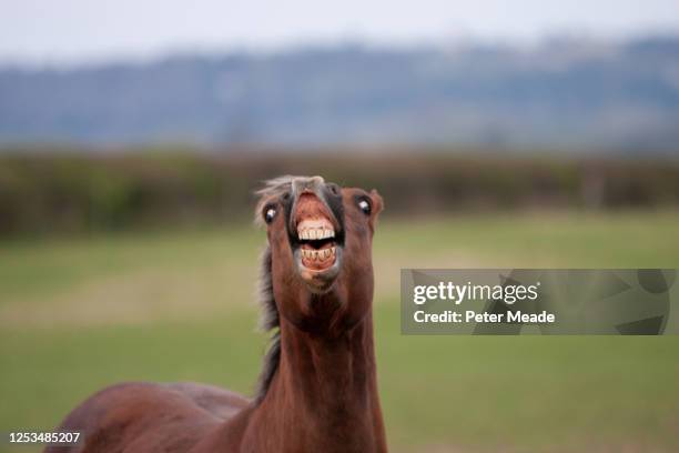 funny pictures with horses