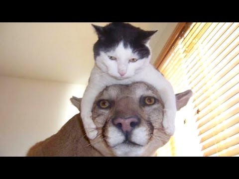 funny videos of animals