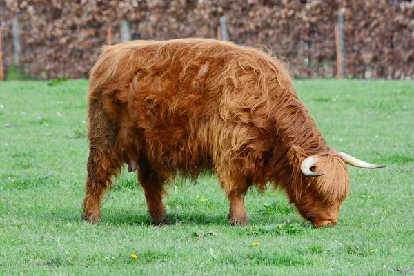 ganado highland en méxico