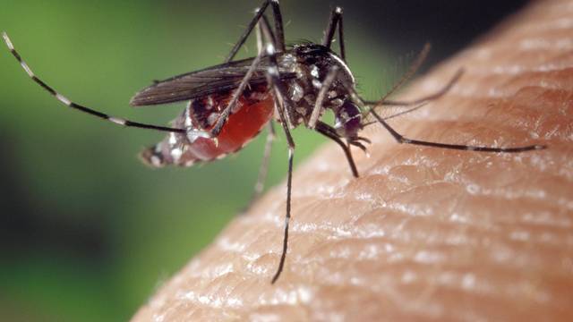 garlic tablets mosquitoes