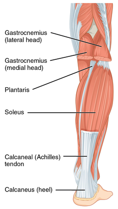 gastrocnemius tear icd 10