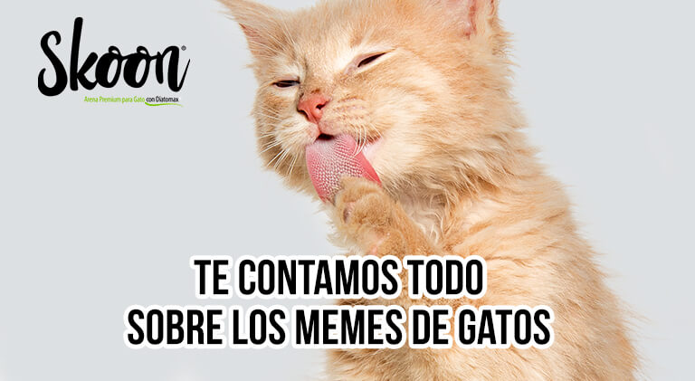 gatos graciosos con frases