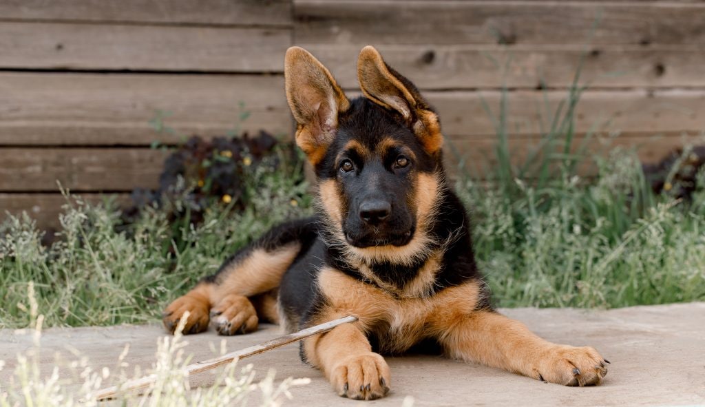 german shepherd images