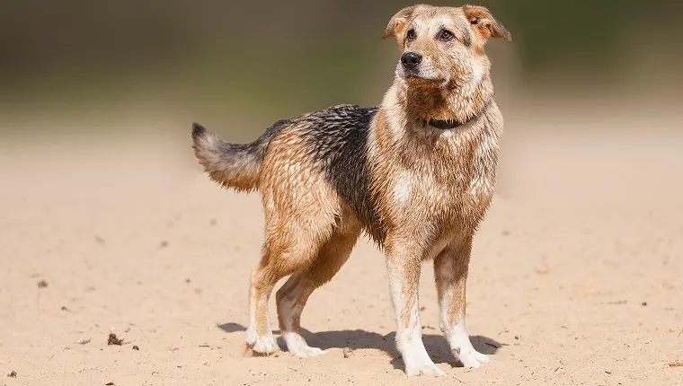 german shepherd mix labrador