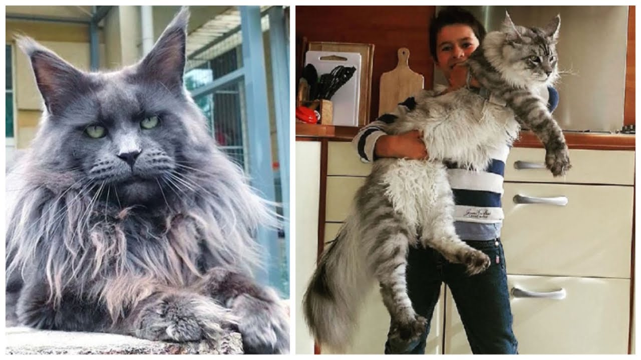 giant domestic cat breed