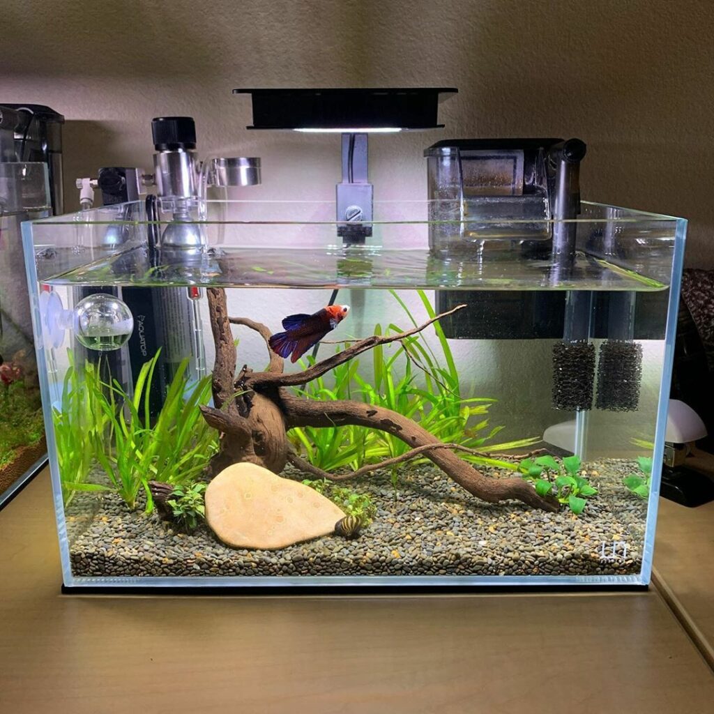 good betta fish tanks