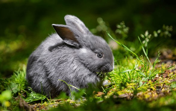 gray bunny names