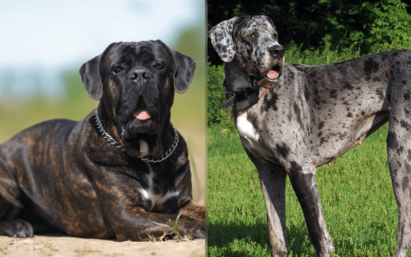 great dane cane corso mix puppies for sale