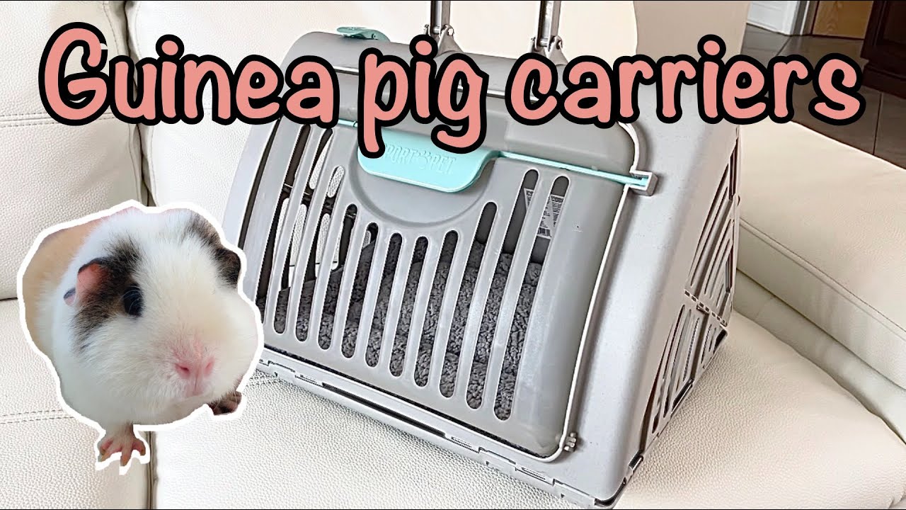 guinea pig carrier