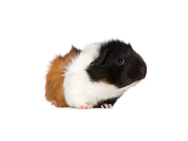 guinea pig for sale