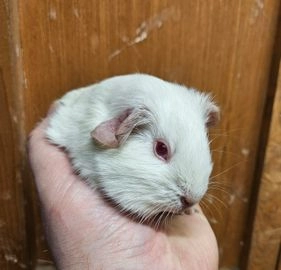 guinea pigs for sale birmingham