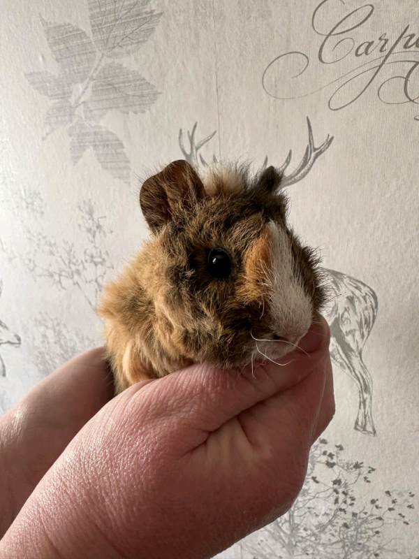 guinea pigs for sale hull