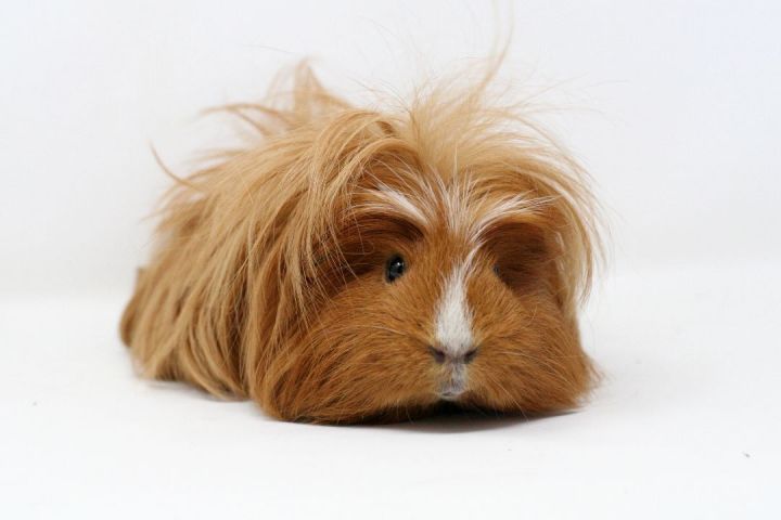 guinea pigs near me