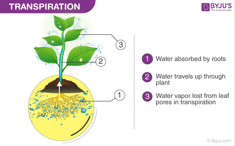 guttation diagram