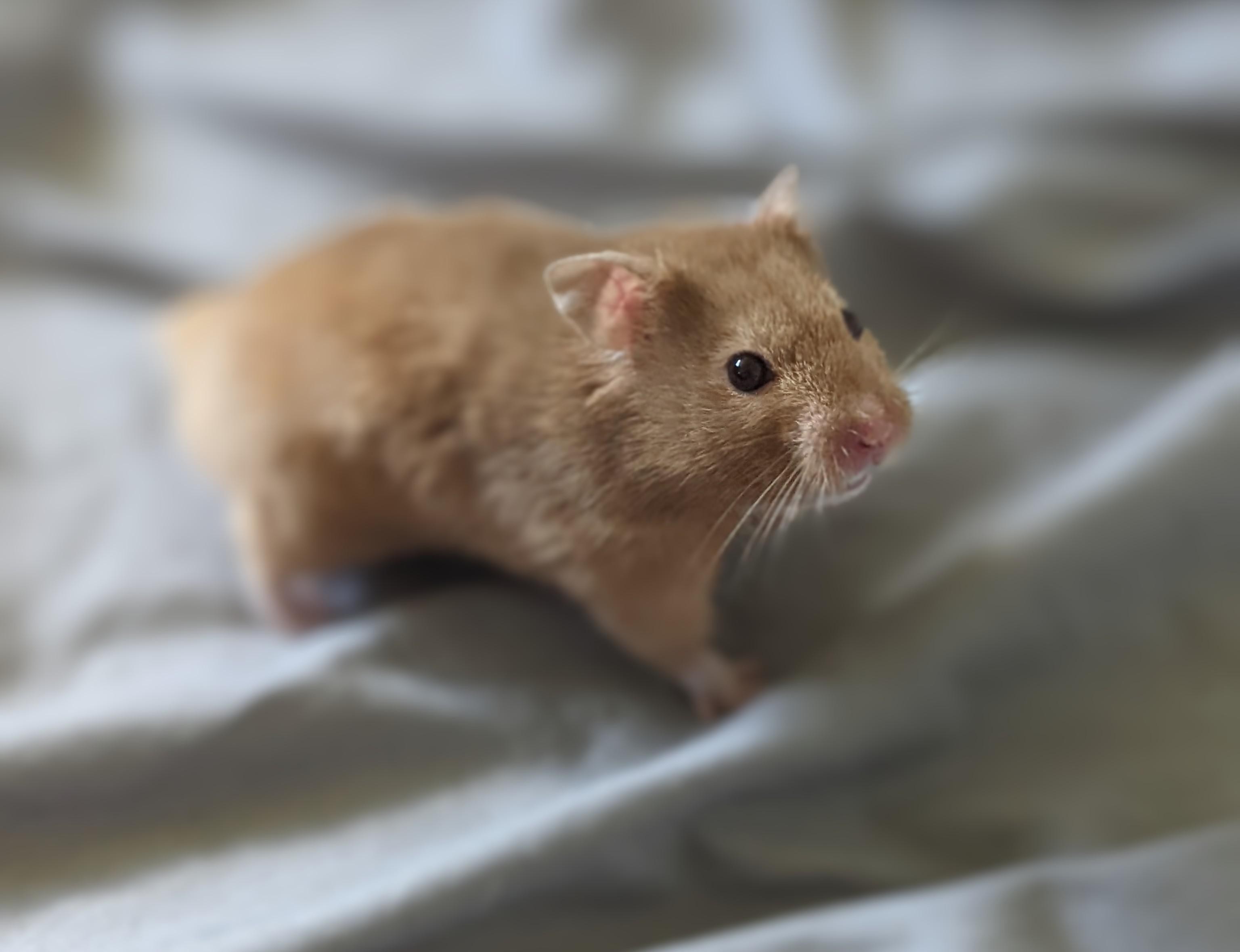 hamster mature