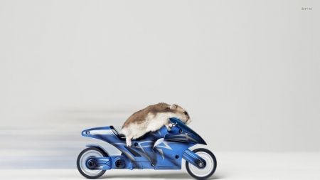 hamster motorcycle