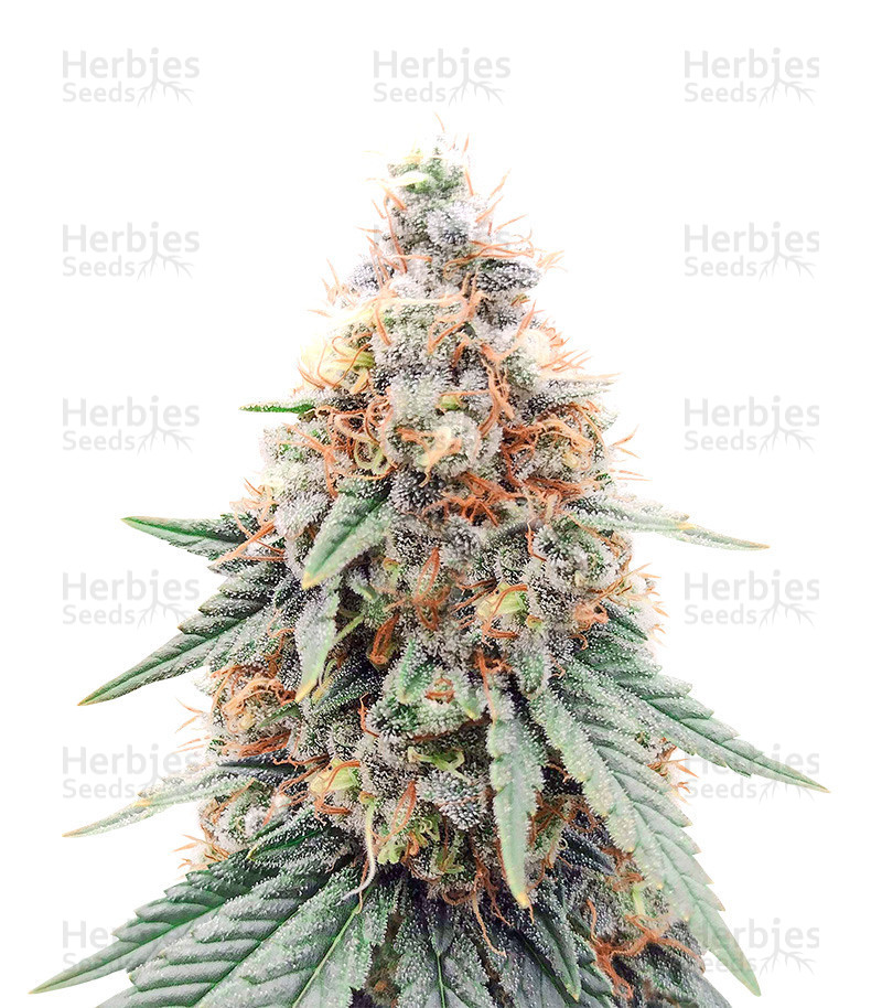 herbies seeds