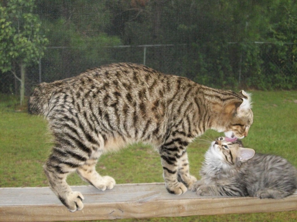 highlander lynx cat