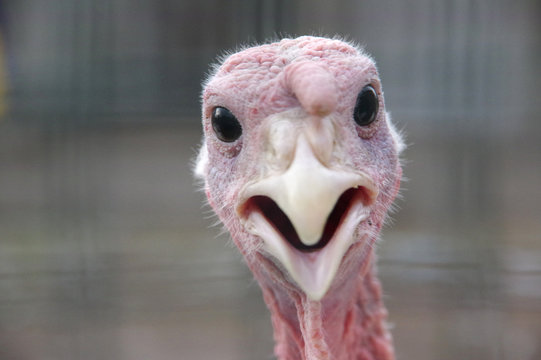 hilarious turkey pictures