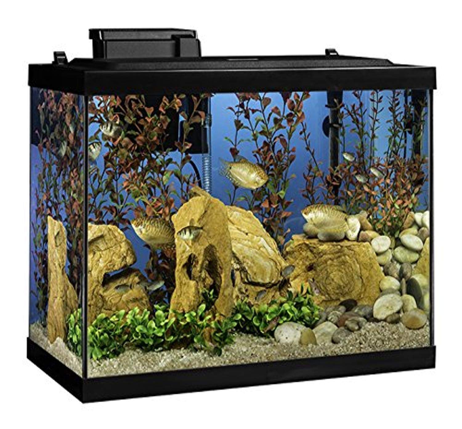 how big is a 20 gallon aquarium