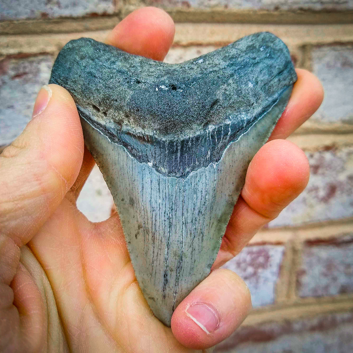 how much is a megalodon tooth worth