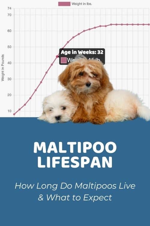 how old do maltipoos live