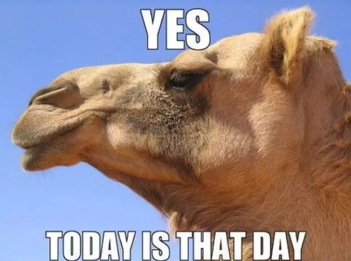 hump day camel meme