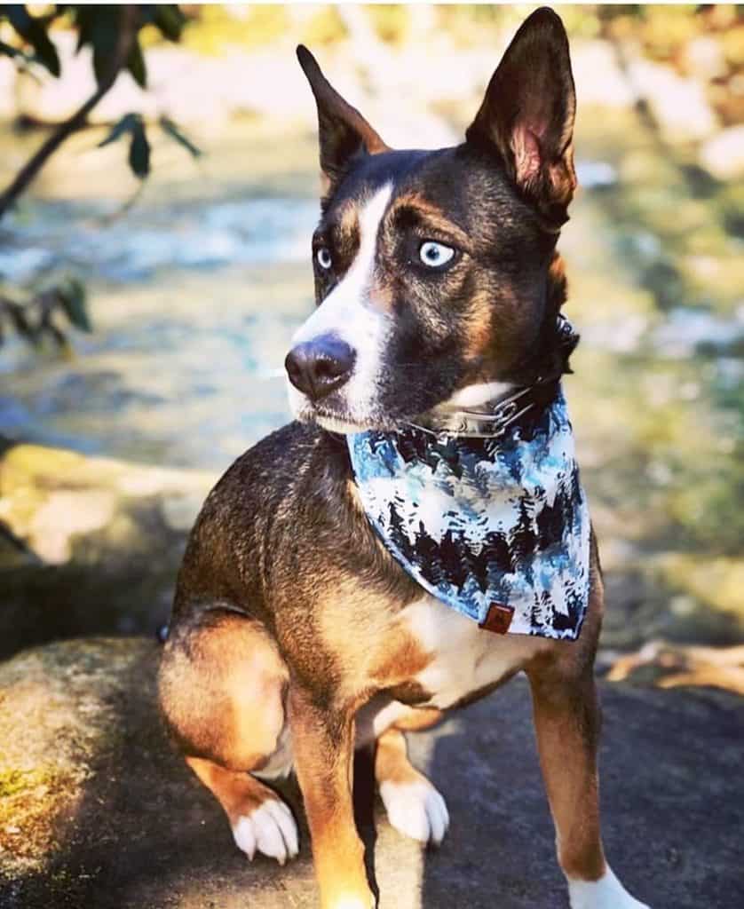 husky boxer mix