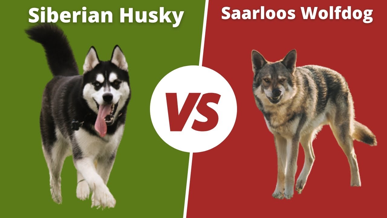 husky vs wolfdog