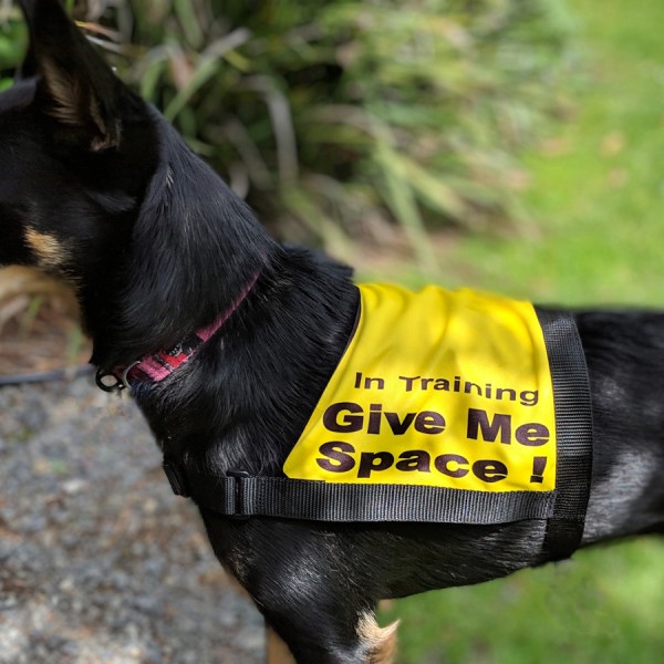 i need space dog vest