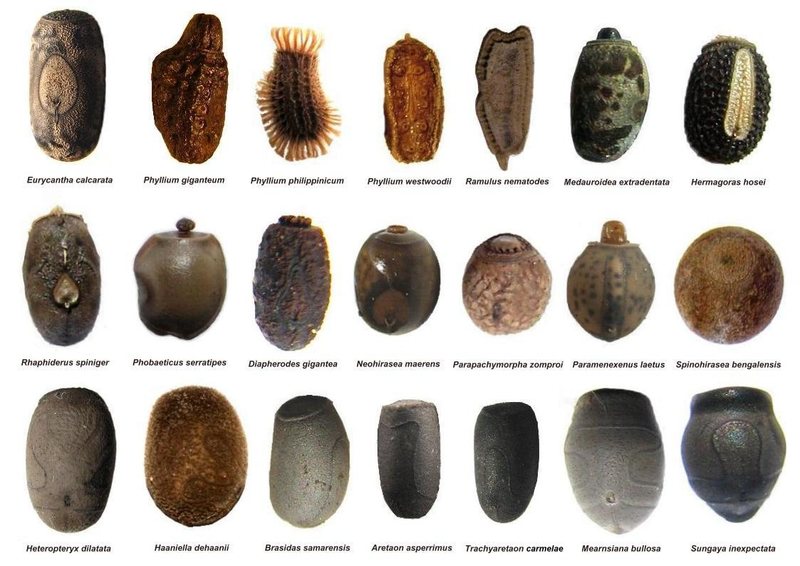 identifier insect eggs identification guide uk