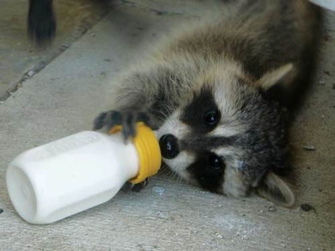 imagenes de mapaches tiernos