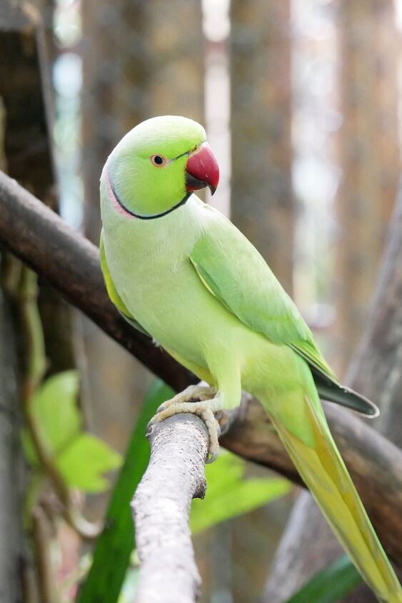 indian ringneck life expectancy