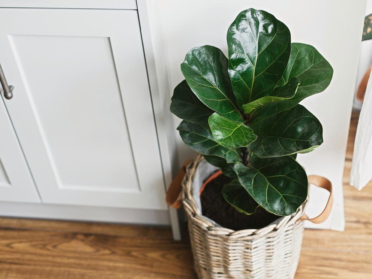 indoor plants bunnings