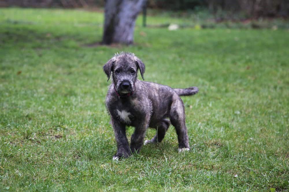 irish wolfhound puppy price