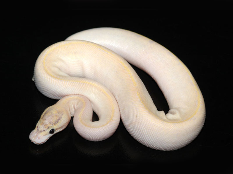 ivory ball python