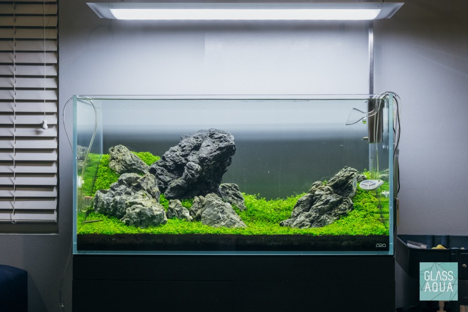 iwagumi aquascape