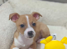 jack russell puppies for sale durham